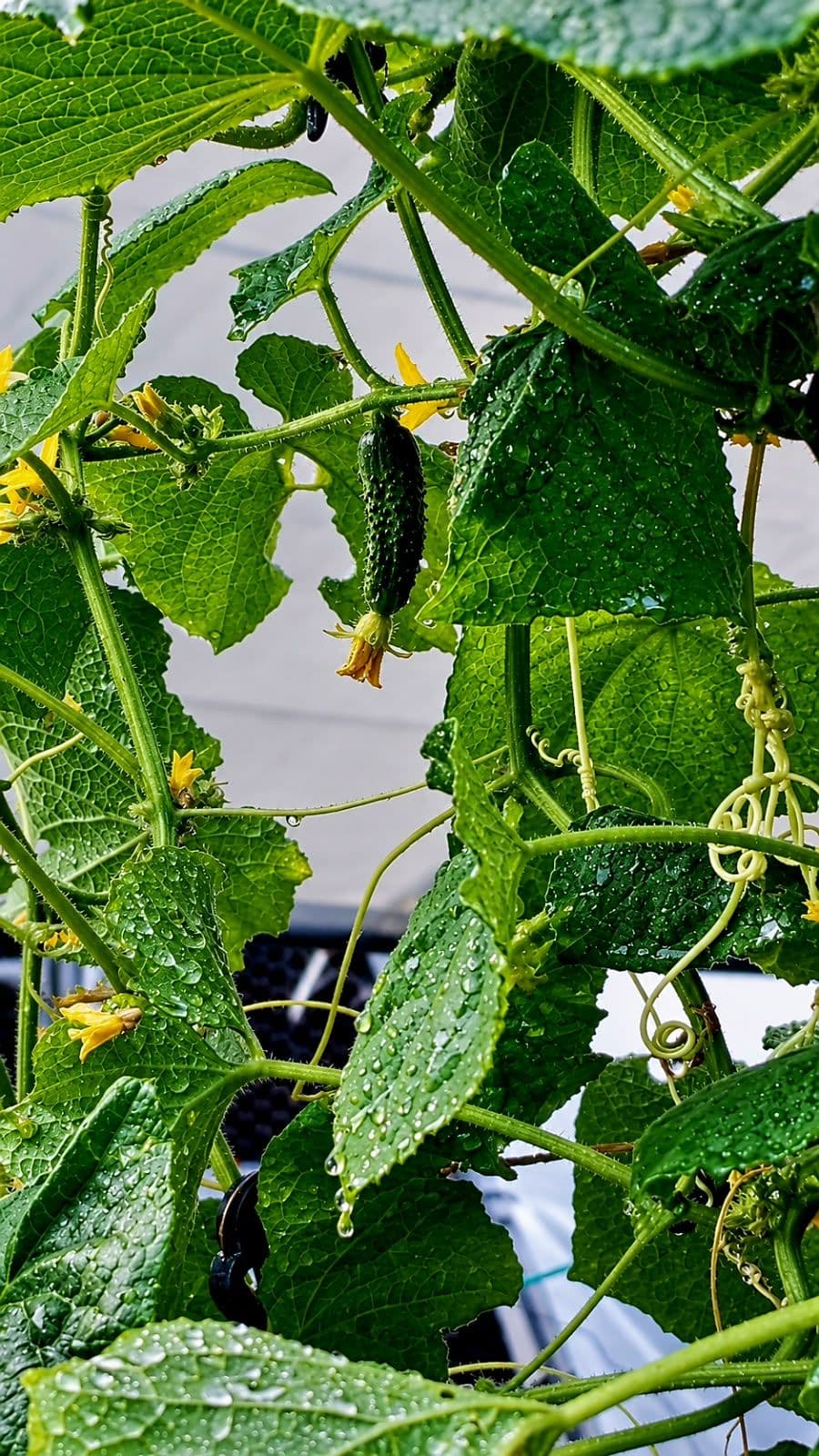Pepino em conserva local
